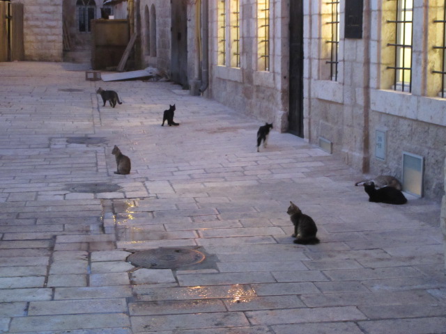 cat patrol jerusalem